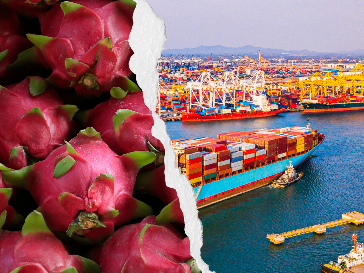 huge potential of this tropical wonderfruit