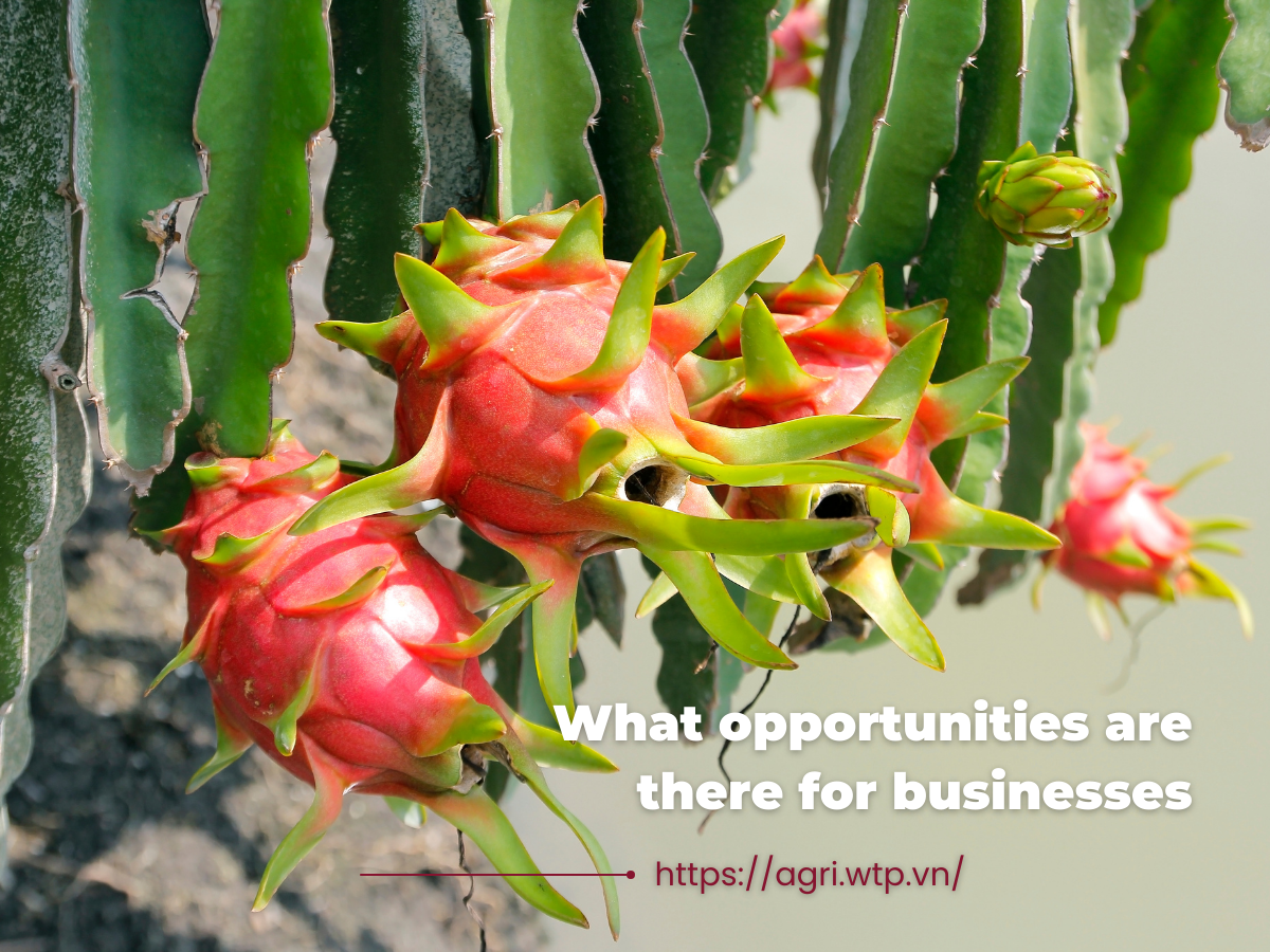 What opportunities are there for businesses