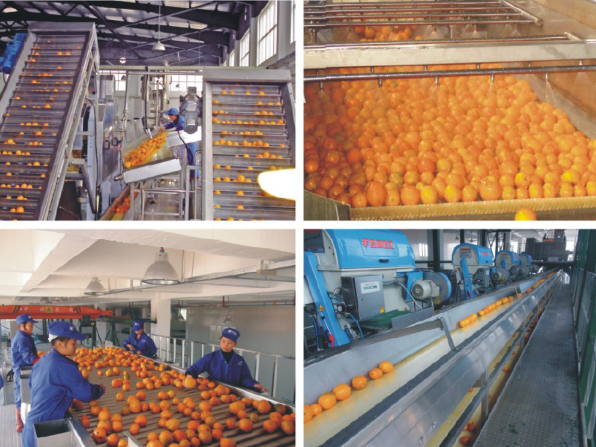 Vietnam's juice concentrates product