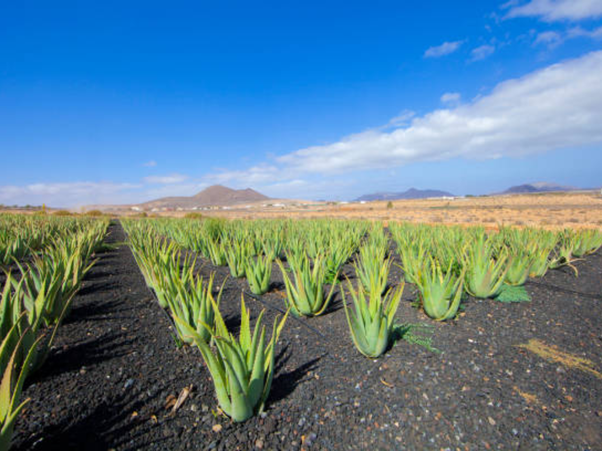 aloe-vera-products3